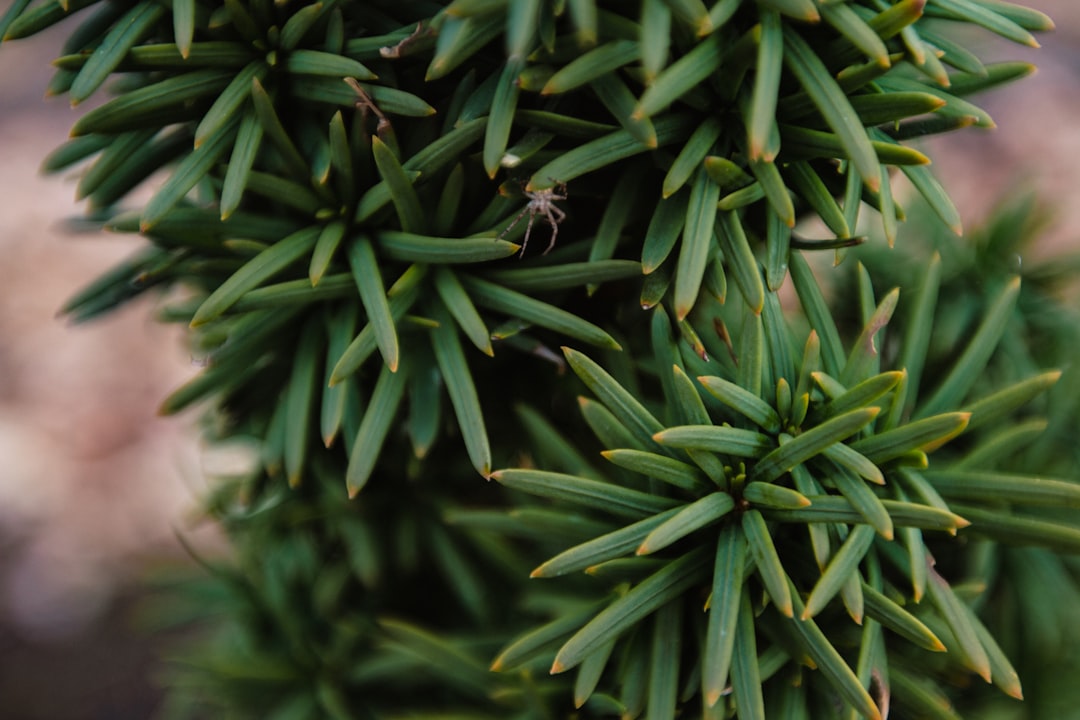 Photo Flowering plant