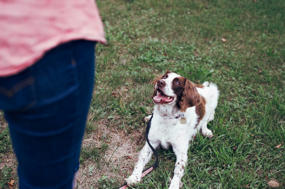 Photo dog training